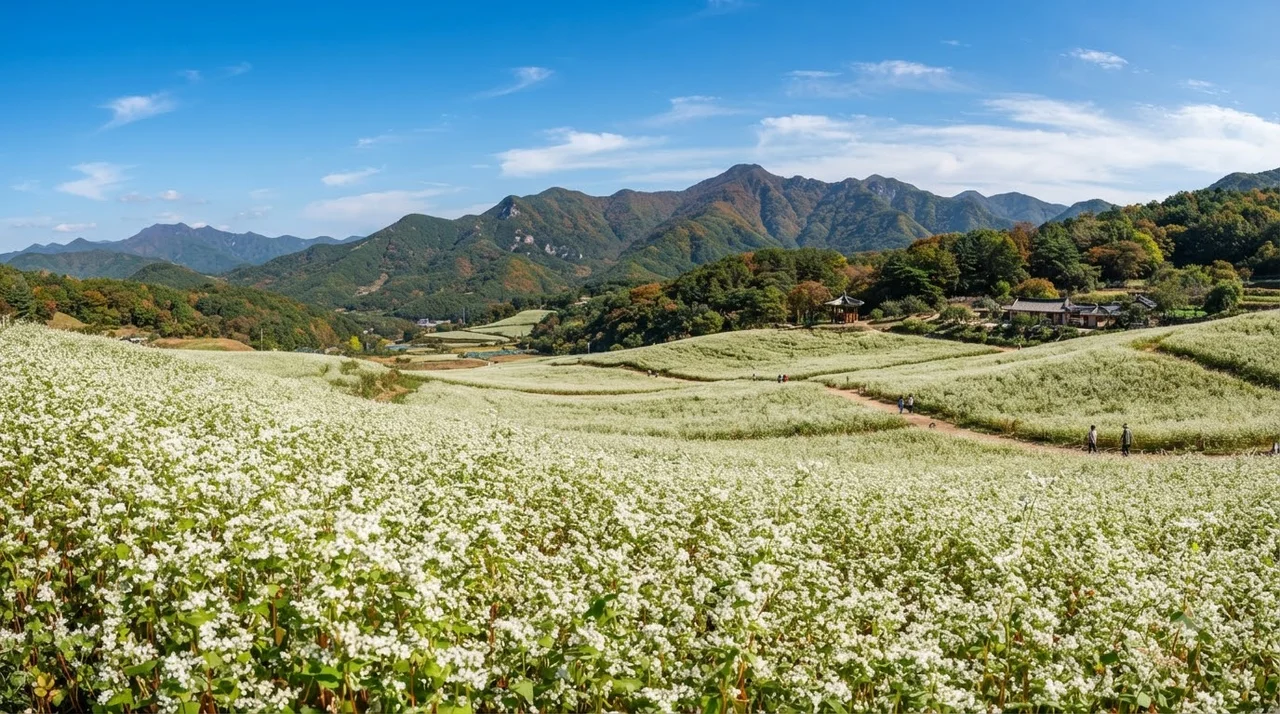 통도사 메밀밭, 가을 여행의 숨은 보석